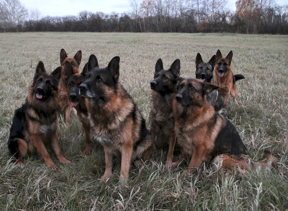 Black-pawed German Shepherd Dog