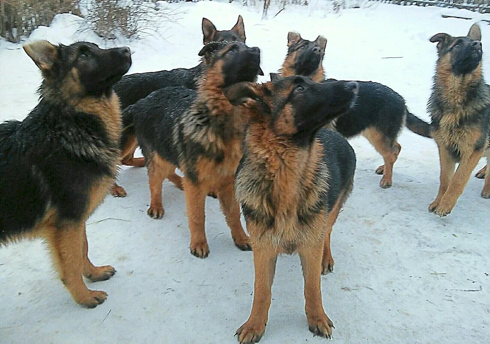 Eastern European Shepherd Dog chepra-coloured