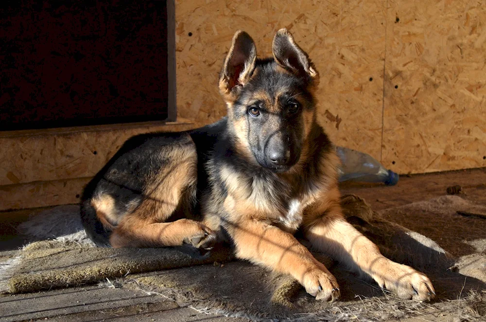 Eastern European Shepherd Dog. European Shepherd Shepherd