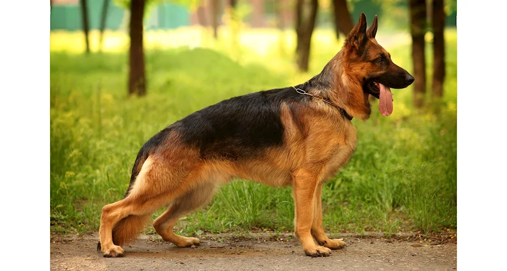 Chinese Shepherd Shepherd