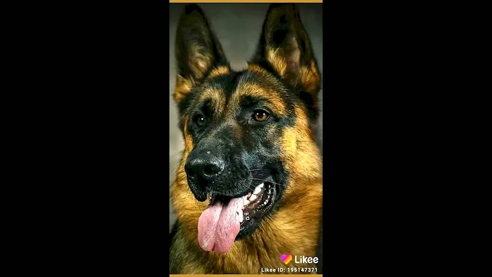 Checkered German shepherd sheepdog