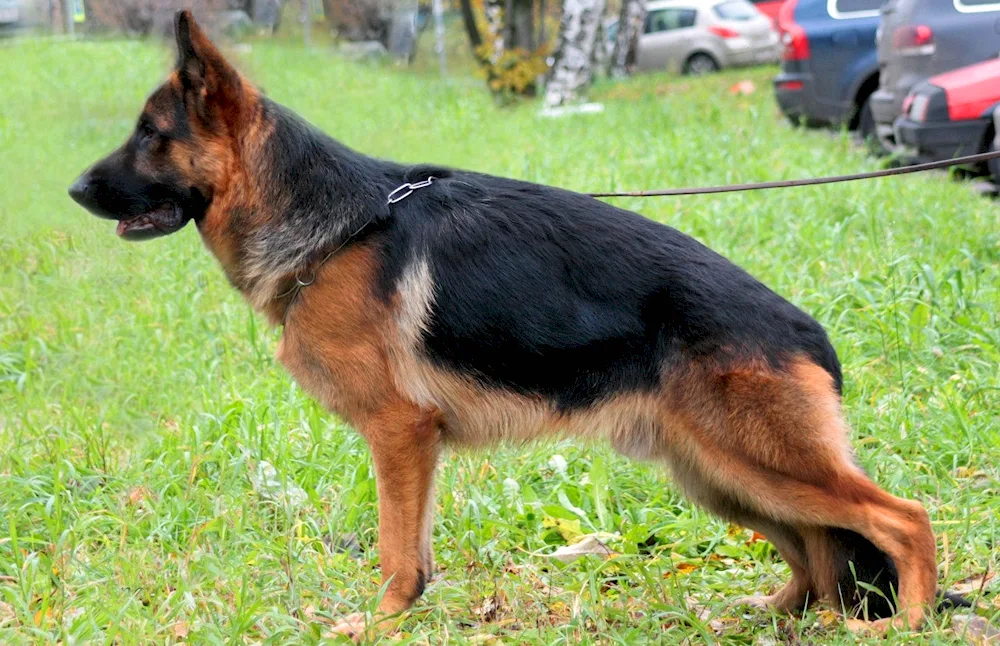 Cheprach German Shepherd Dog