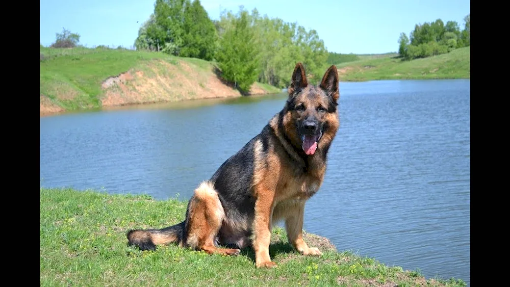 Cheprach German Shepherd Dog