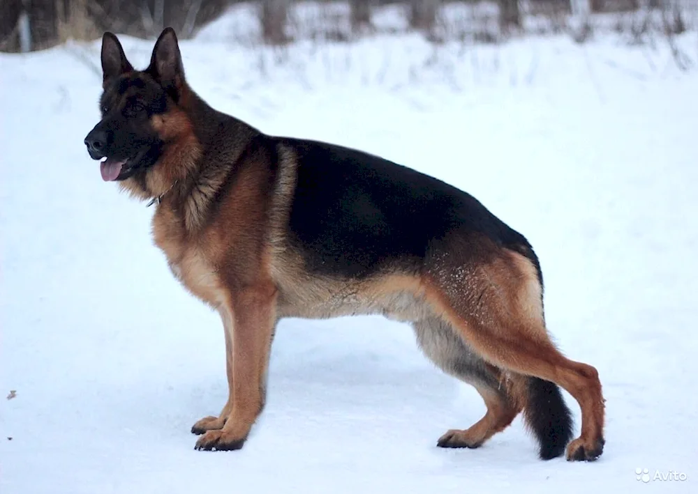 Cheprach German Shepherd Dog