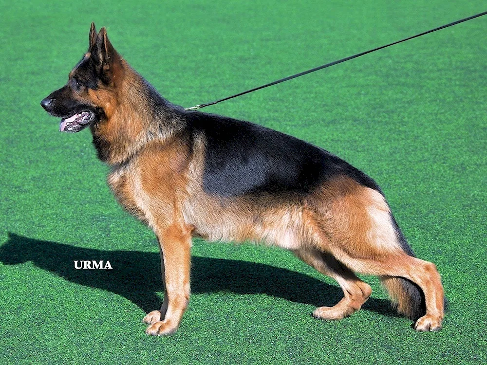 Cheprach German Shepherd Dog