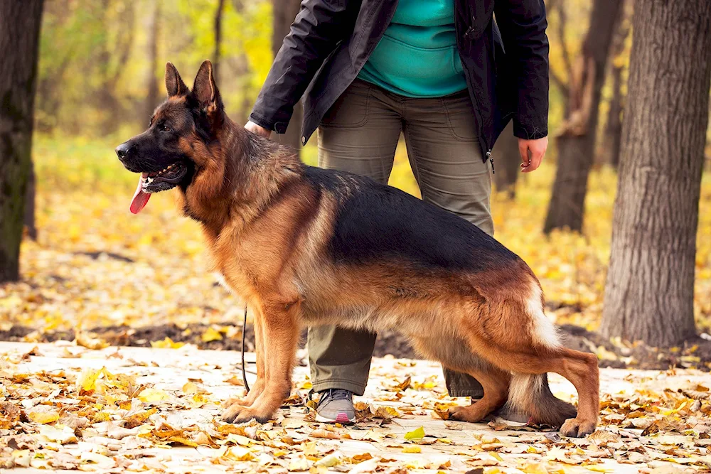 Cheprach German Shepherd Dog