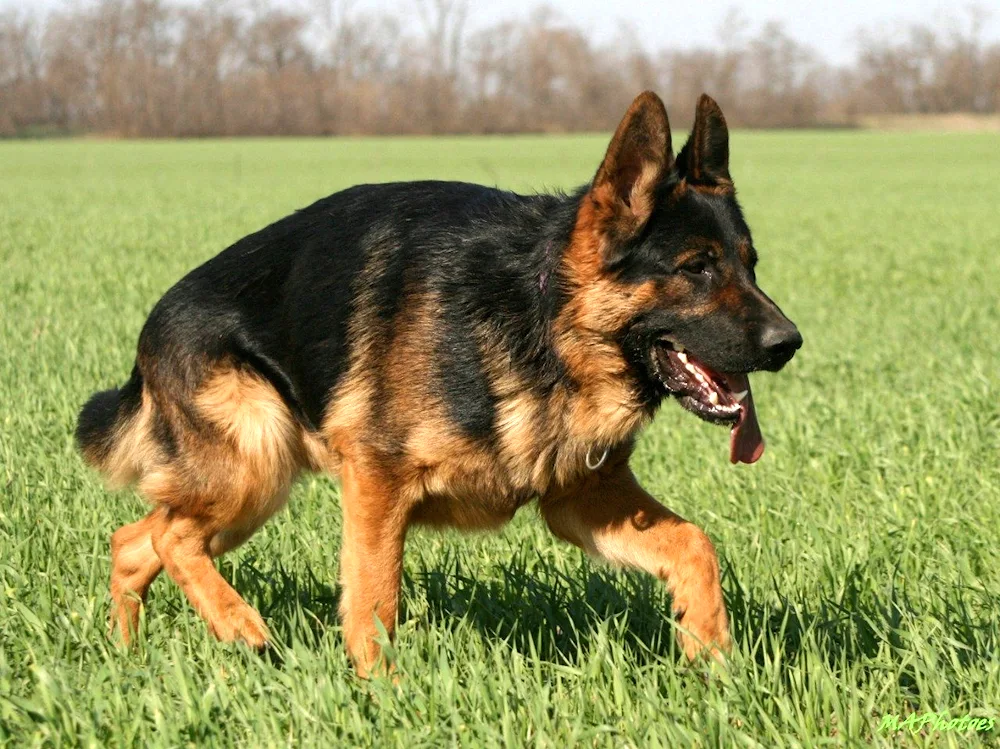 German Shepherd Dogs with a mottled colouring