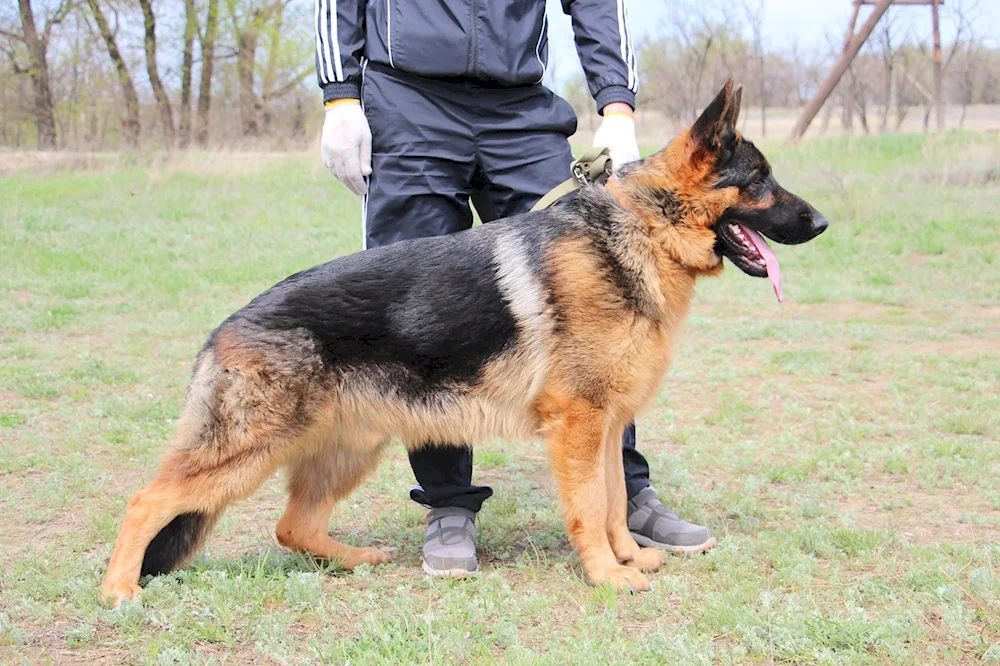 German Shepherd Shepherd Shepherd Shepherd Shepherd Shepherd Shepherd Shepherd Shepherd Shepherd Shepherd Shepherd Shepherd Shepherd Shepherd Shepherd Shepherd Shepherd Shepherd Shepherd Shepherd Shepherd Shepherd Shepherd Shepherd Shepherd Shepherd Shepherd Shepherd European Shepherd Dog