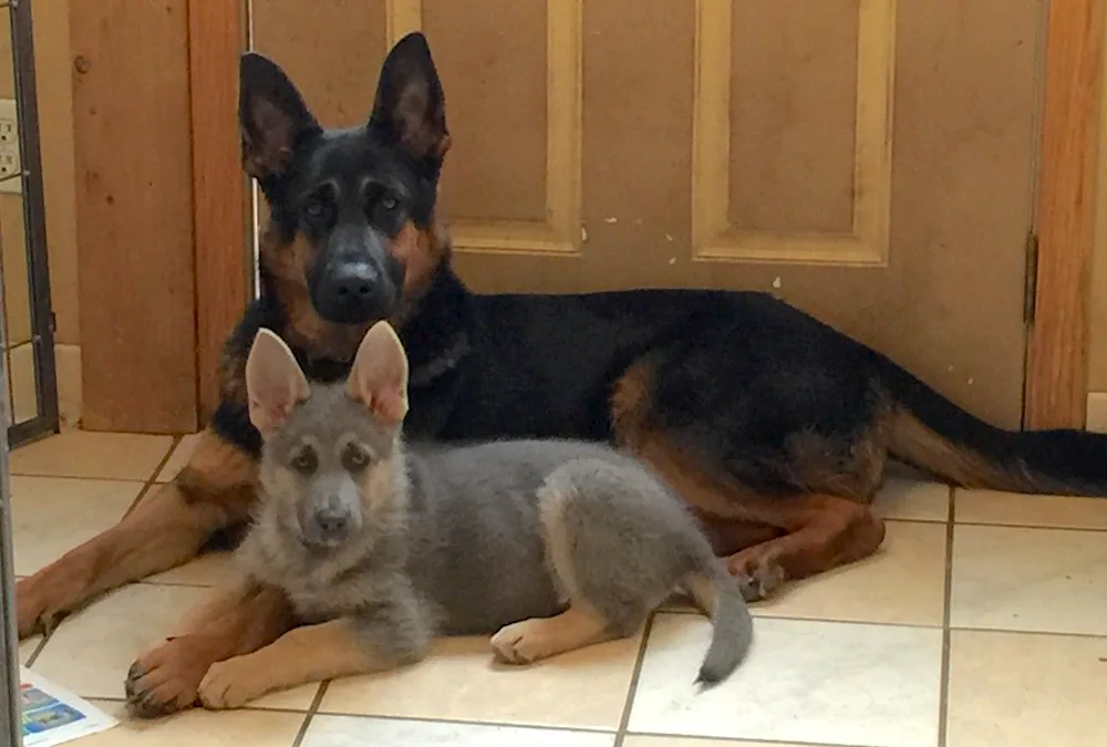 Cheprak German Shepherd Dogs