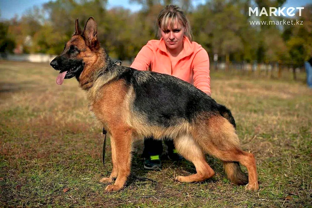 Eastern European Shepherd Dog. European Shepherd Shepherd Cheprak