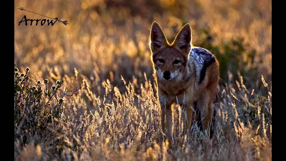 North American Coyote