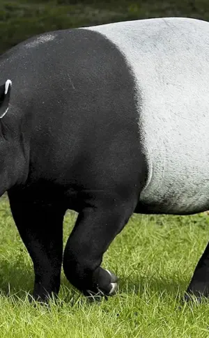 Tapir