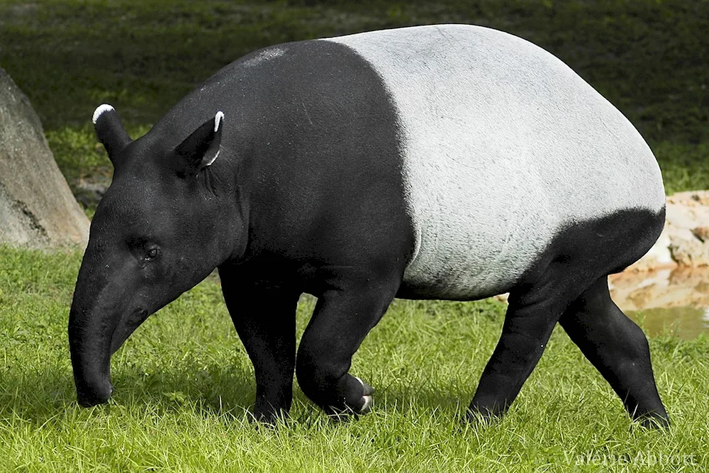 Tapir