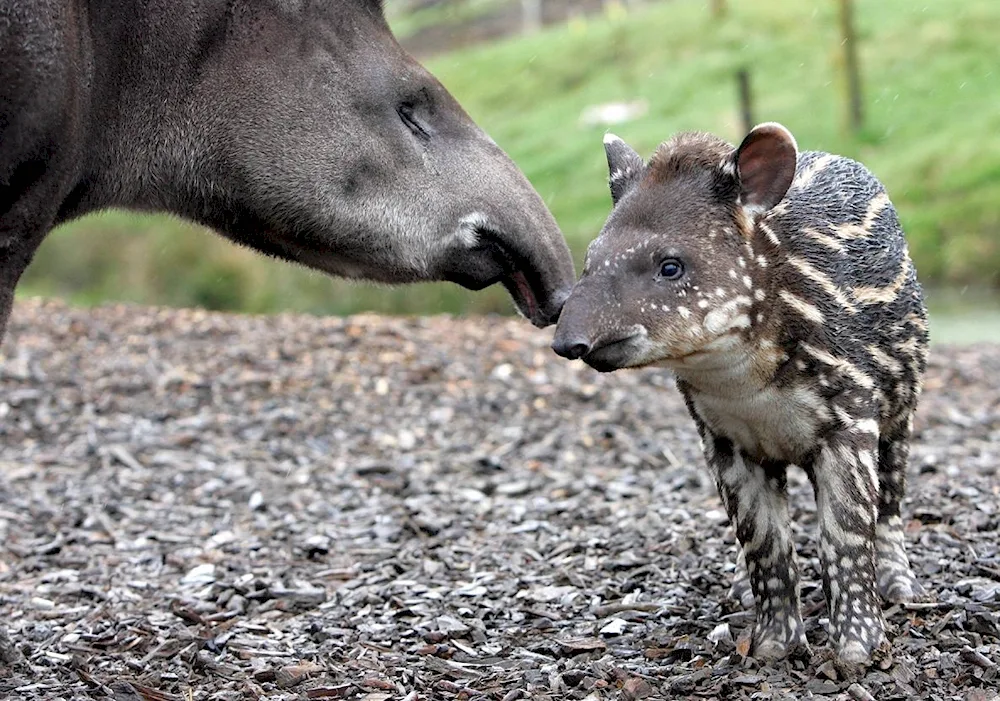 Cheeked tapir