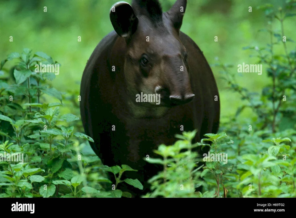 Cheeked tapir