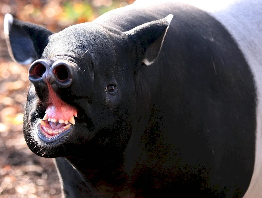 Neither hoofed tapirs