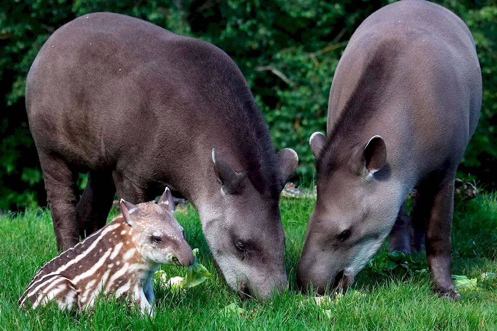 Tapir in Moscow Zoo