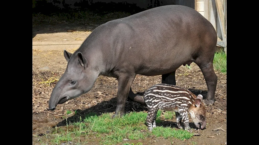 Neither hoofed tapirs Tapirs