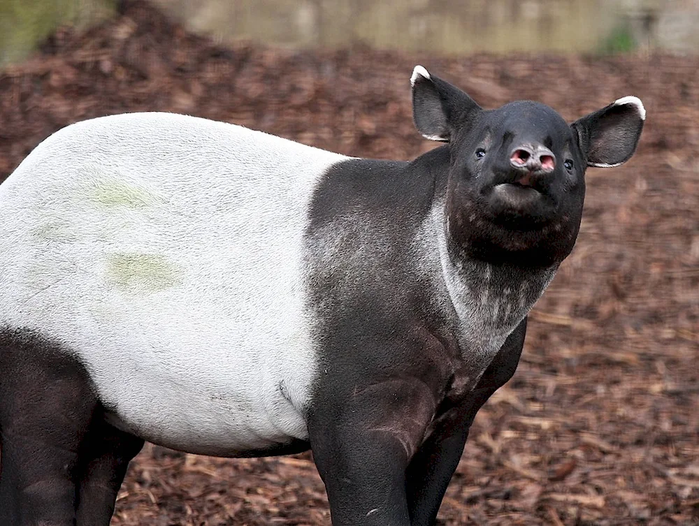 Sumptuous tapir