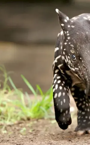 Chepra tapir