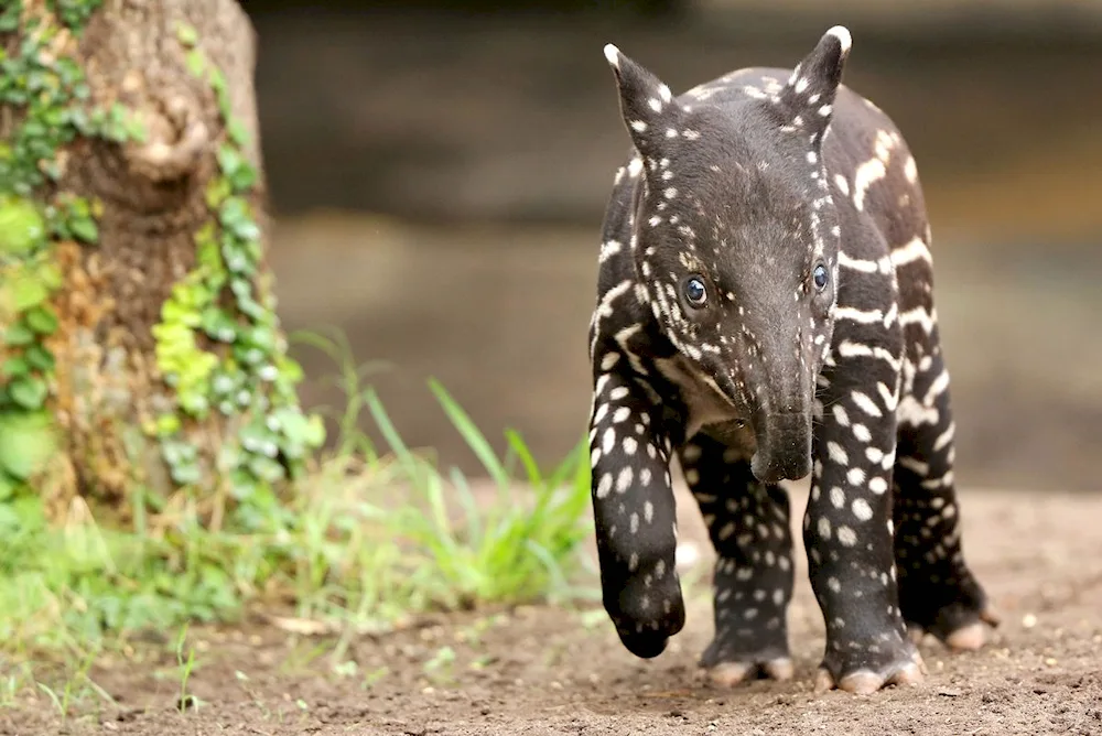 Chepra tapir