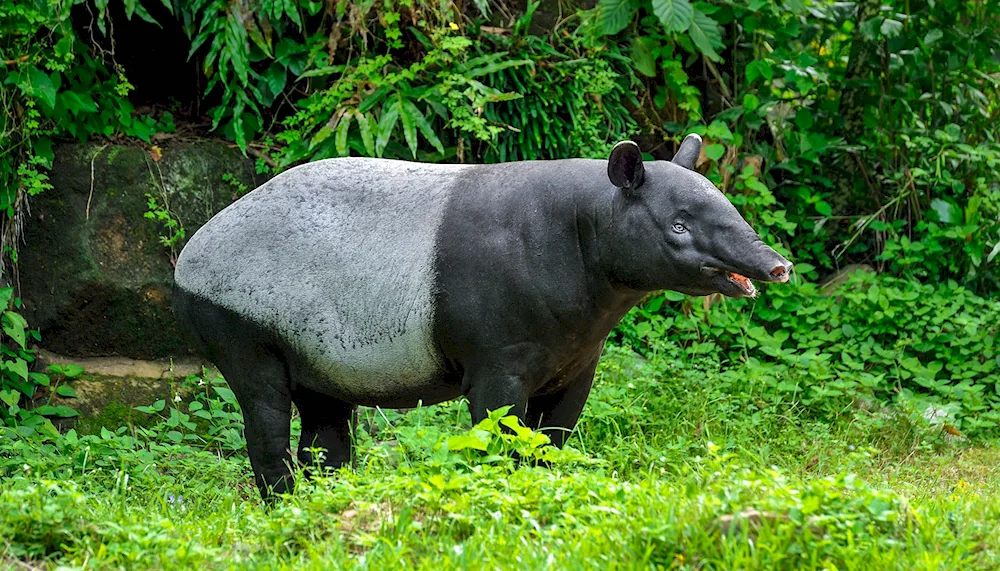 Cheeked tapir