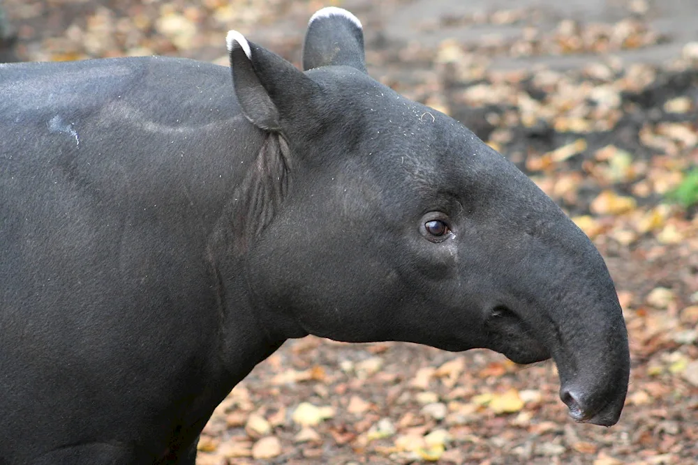 Tapir tail