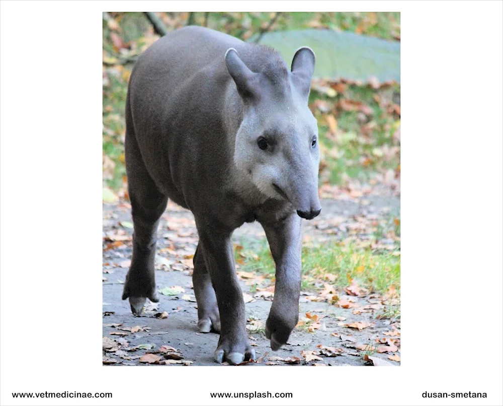 Tapir in South America