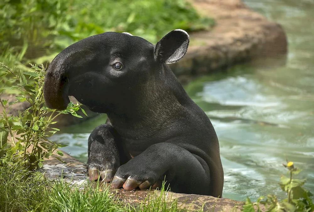 Cheeked tapir. Tapir