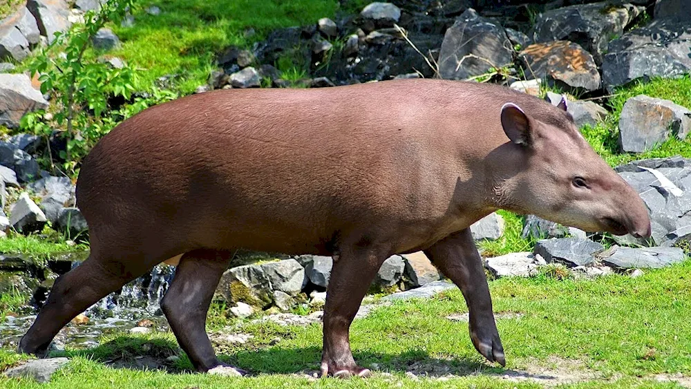 Cheeked tapir cub