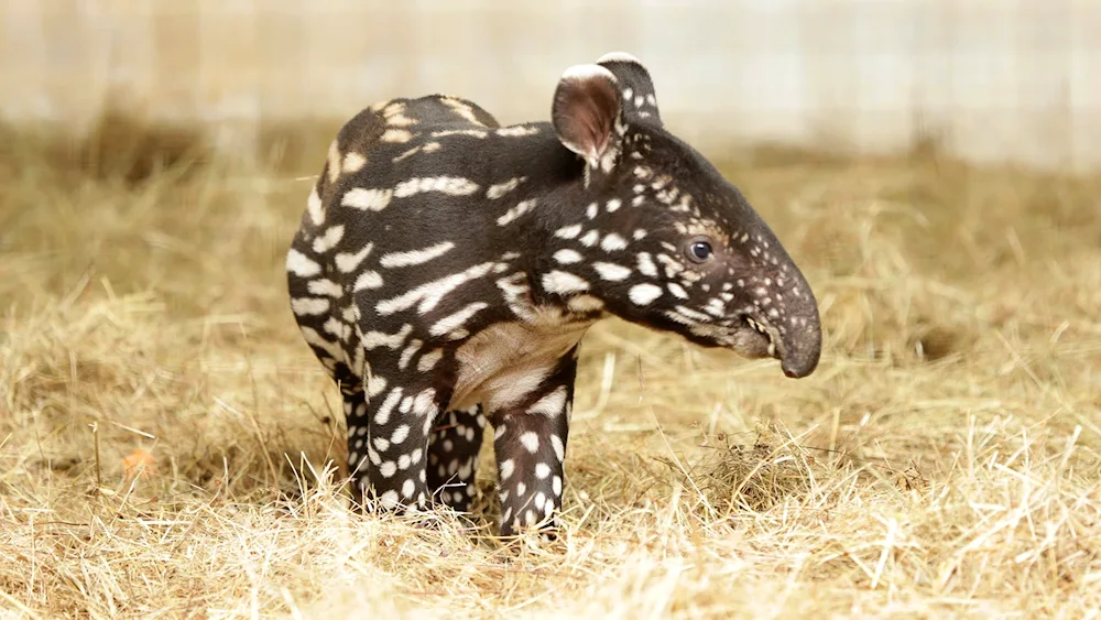 Cheeked tapir