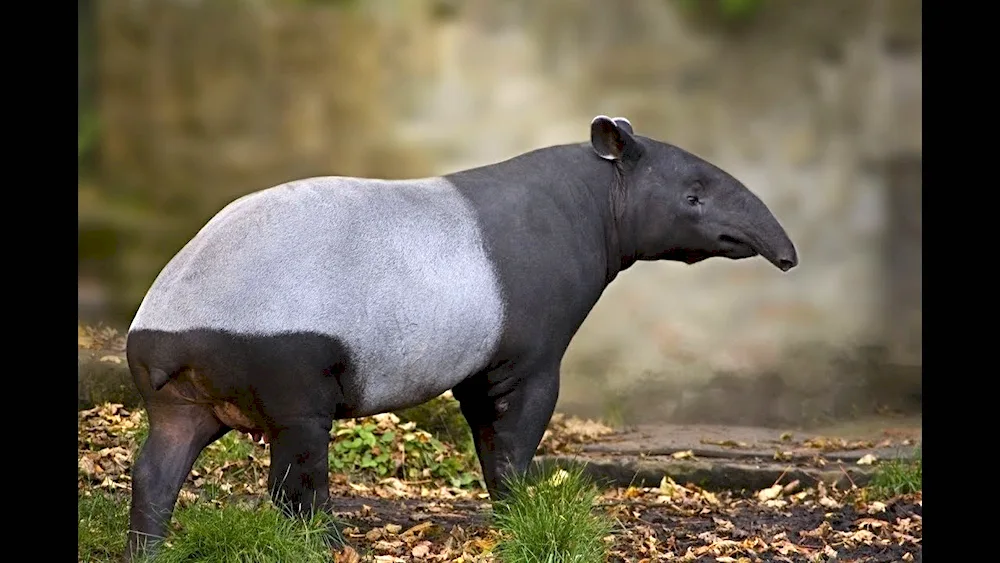 White-bellied tapir