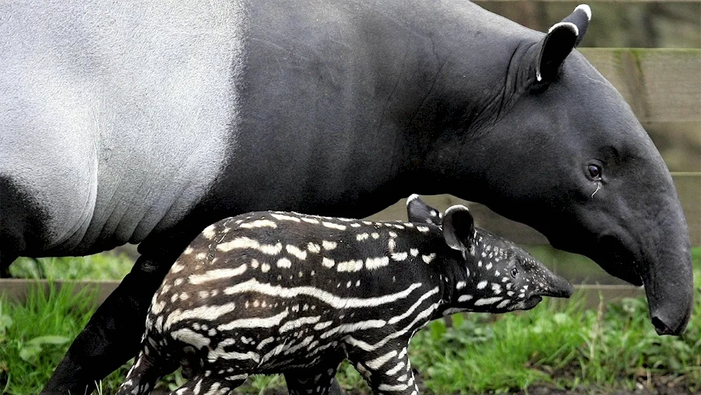 Neoparous tapirs