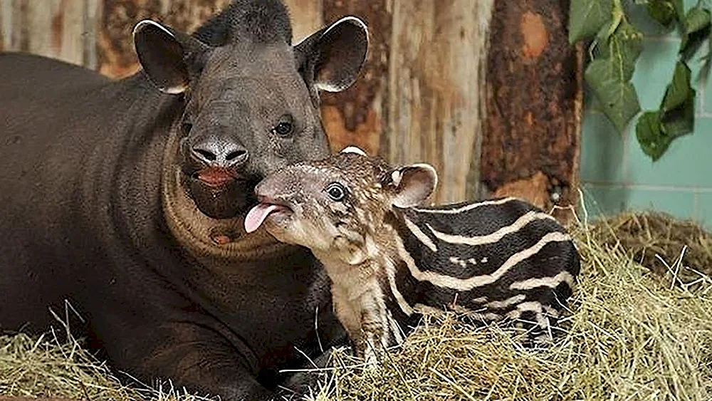 Cheeked tapir