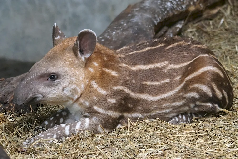 Striped tapir