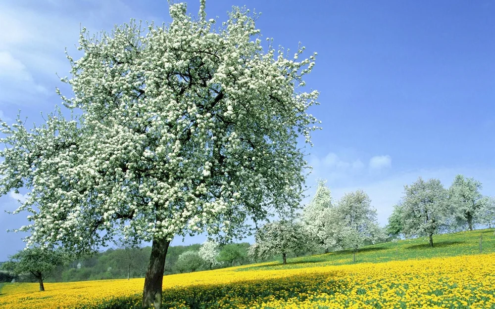 Spring blossom tree