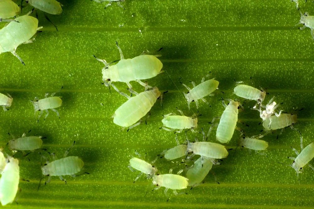 Green stink bug