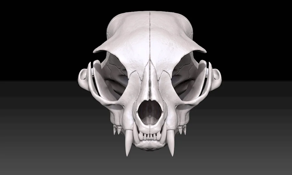 Cat skull concept