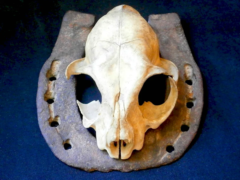 Cat skull