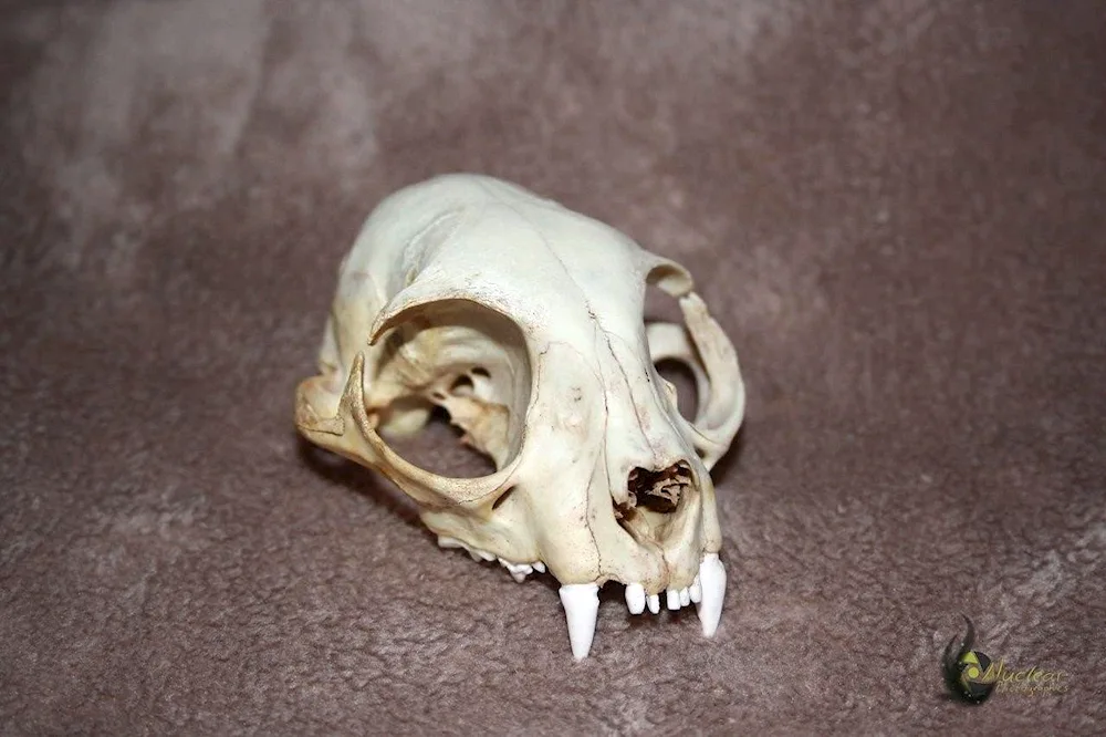 Cat skull