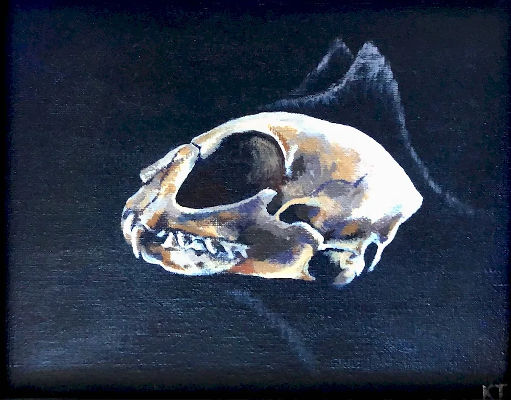 Cat skull