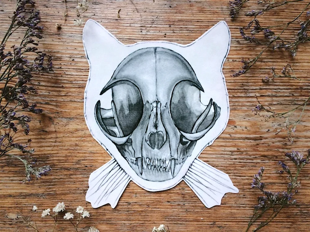 Cat skull