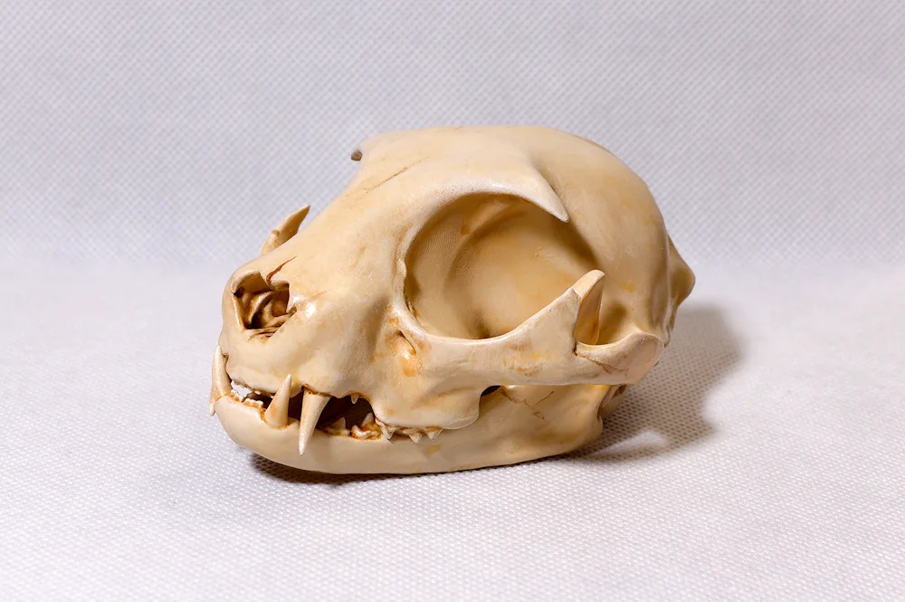 Cat skull made of clay