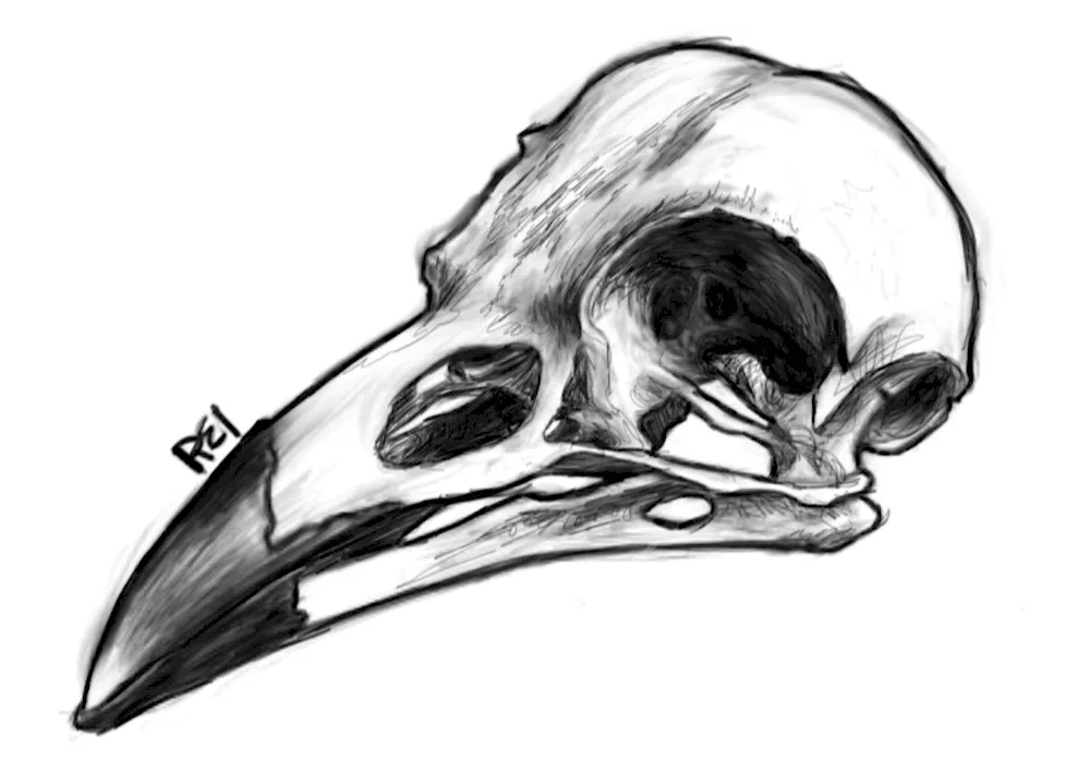 Bird skull