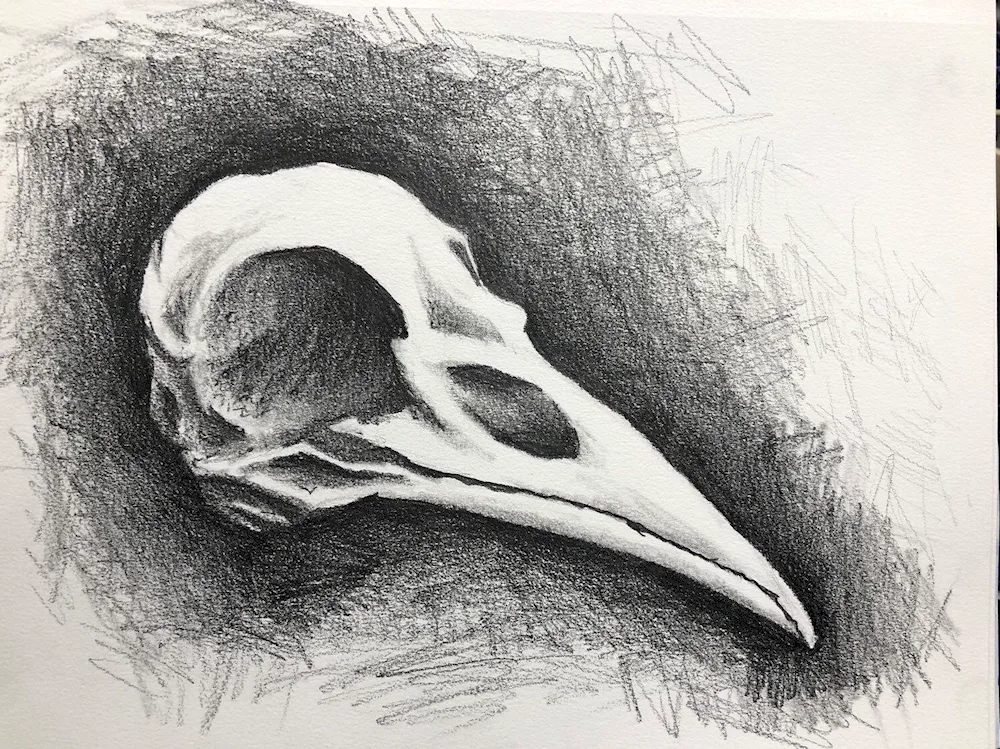 Crow skull