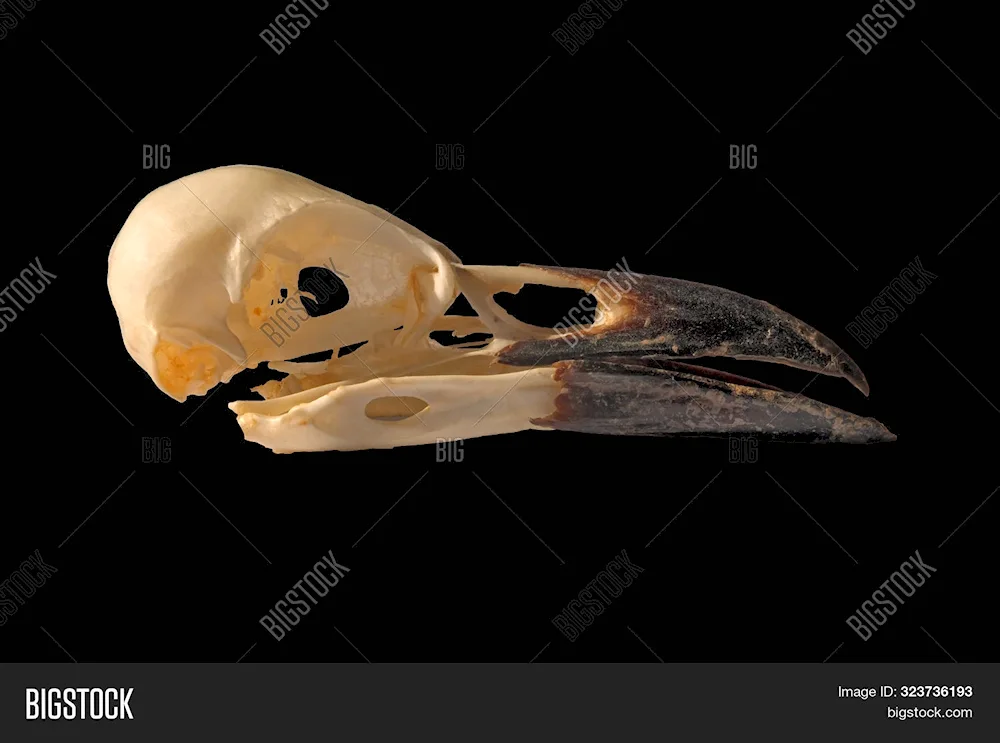 Crow skull