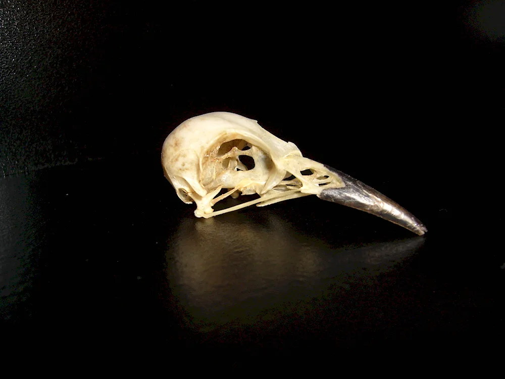 Crow skull