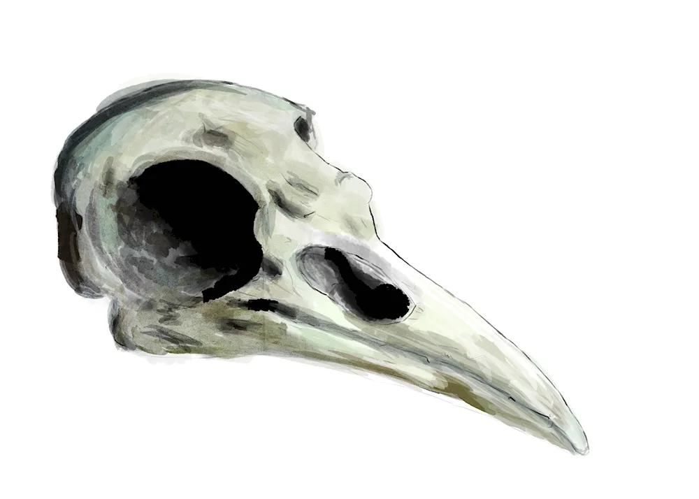 Raven skull