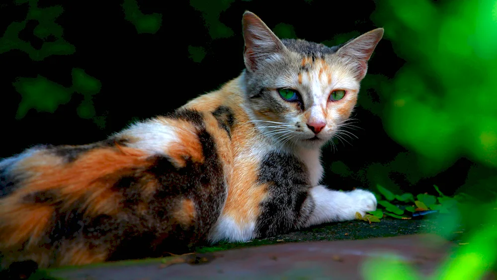 Tri-coloured Calico cat