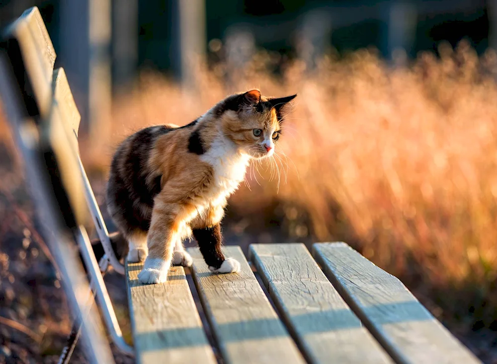 Calico tortoiseshell cat